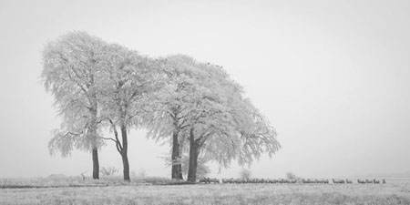 Rime Iced Trees And Sheep