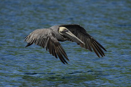 Brown Pelican