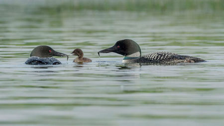 Great Northern Diver Family