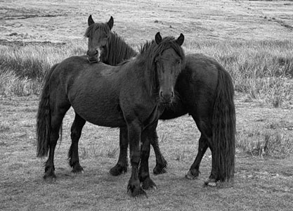 Friends For Ever.Lake District Wild Horses. Bw