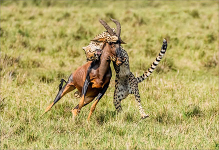 Cheetah Takes A Hold Of Topi