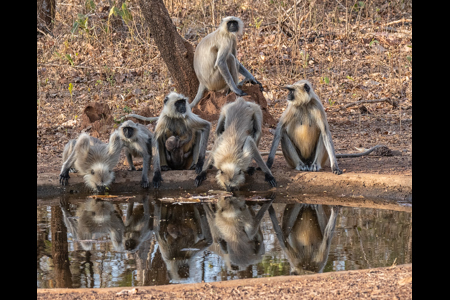 Time For Langurs To Drink