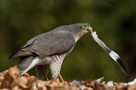 Sparrowhawk With Pigeon's Feather