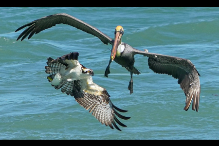 Fight In Flight