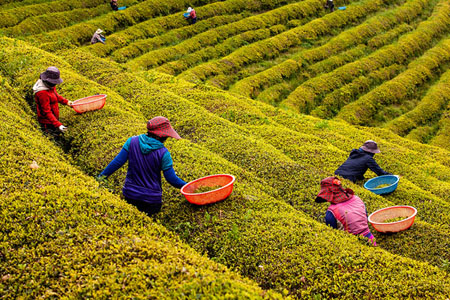 Green Tea Harvest 2