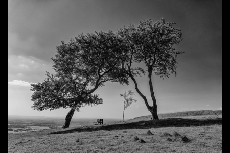 Cleeve Trees Winter