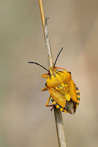 Yellow Shieldbug