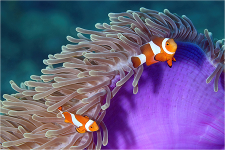 Clownfish Duo