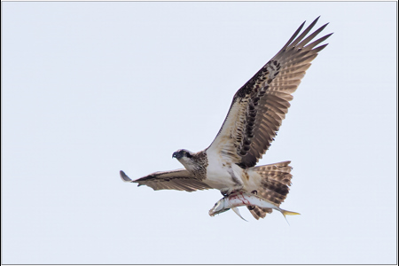 Osprey With Catch