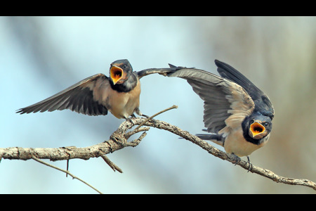 Juvenile House Martins Begging For Food