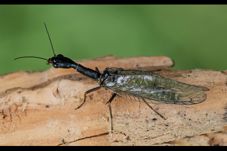 Snakefly