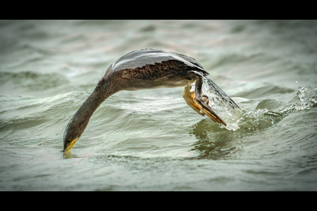 Cormorant Dives