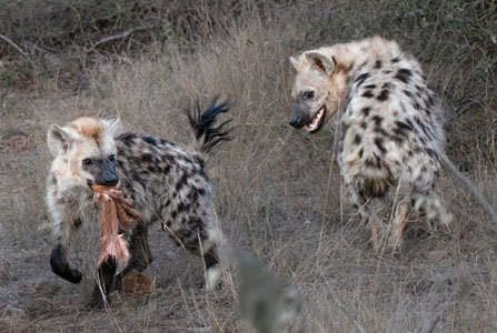 Hyena With A Kill