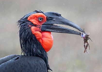 Southern Ground Hornbill With Frog