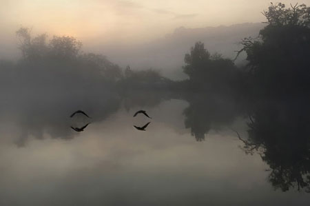 Geese At Dawn