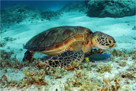 Green Turtle Mealtime