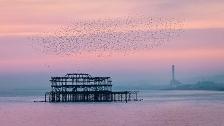 Birds Gather Over The Old Pier