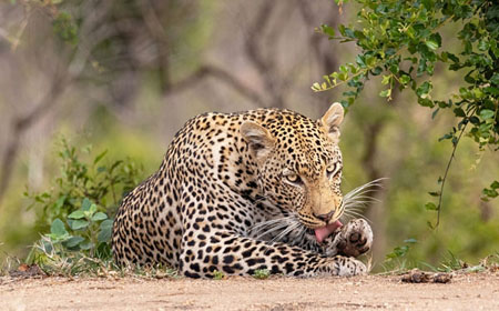 Leopard Grooming