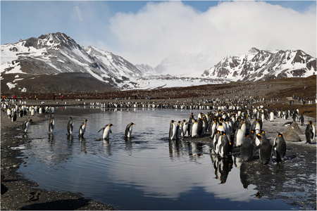 Penguins Crossing