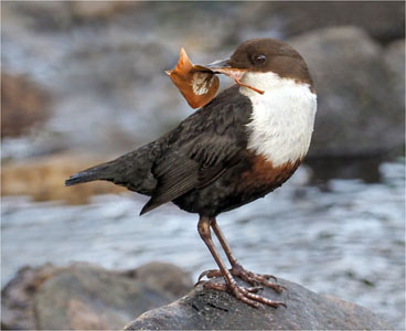 Dipper With Leaf