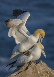 Gannets Mating