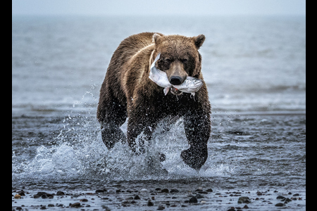 Brown Bear With Salmon