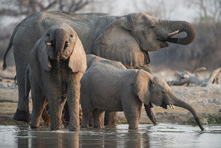 571 Elephants At Waterhole 9077