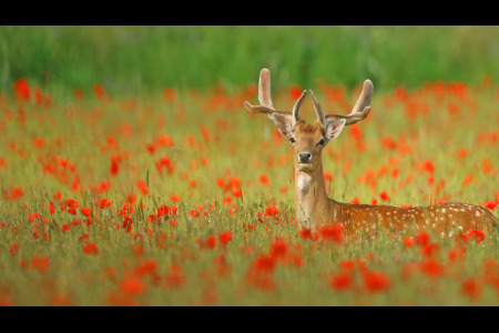 Fallow Deer Buck In Poppy Field