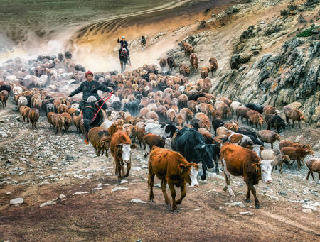 Young Shepherds And Flock