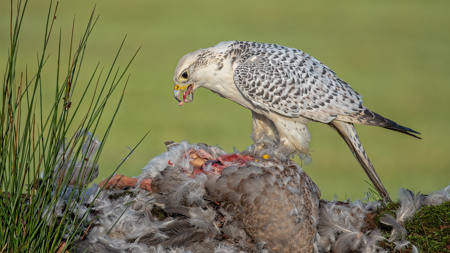 White Gyr Falcon Eating