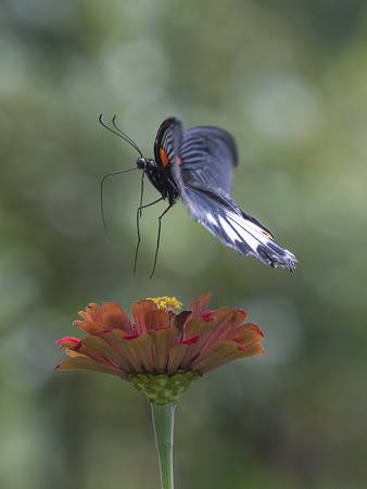 Butterfly Taking Off