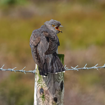Juvenile Cuckoo Calling.
