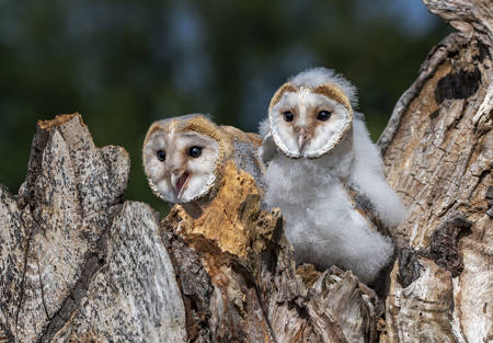 Barnowls2