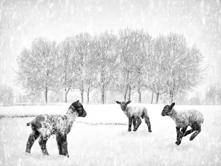 Lambs In Snowy Landscape