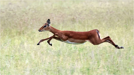 Fleeing Impala