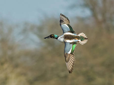 Shoveler In Flight