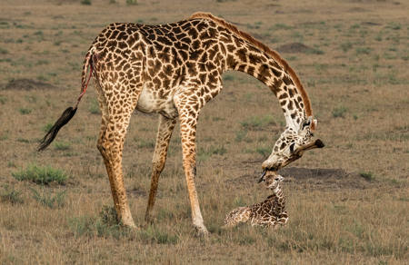 Masai Giraffe Cleaning Newborn Calf