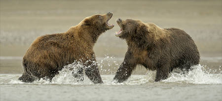 Brown Bear Fight - Alaska