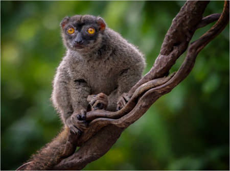 A Very Curious Lemur