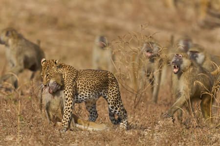 Leopard With Prey