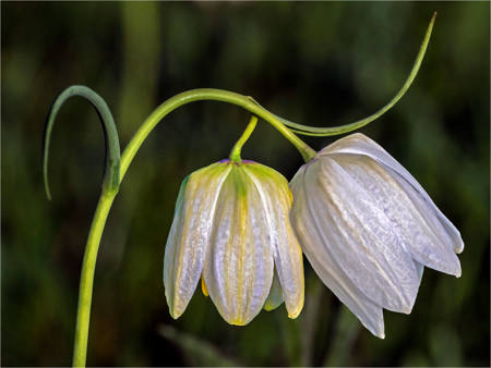 Snakes Head Fritillary
