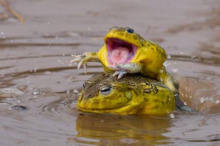 African Bullfrog Attacks Rival