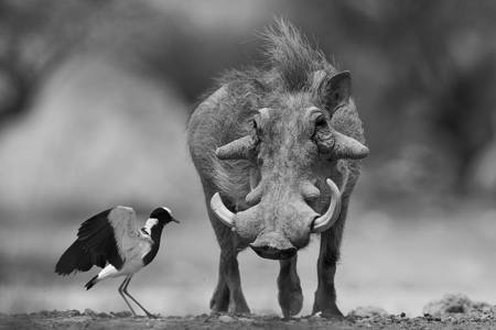Warthog Meets Lapwing