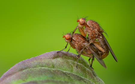 Mating Variegated Flies