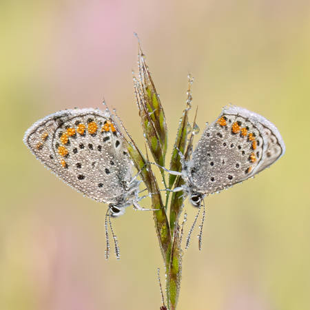 Silver-Studded Blues