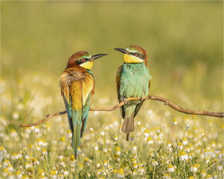European Bee Eaters