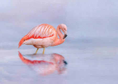 Lone Flamingo