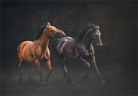 Sparring Partners