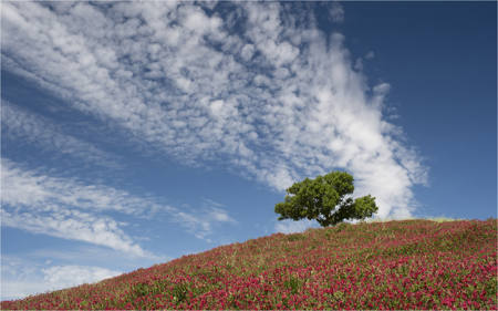 Honeysuckle Hill