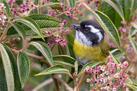 Sooty-Capped Chlorospingus